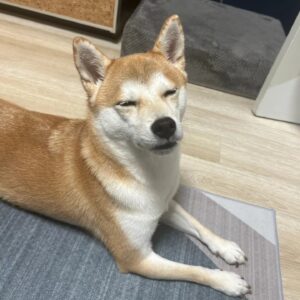 Kim Jae-hyun Instagram - 덕배🐕
.
.
.
#엔플라잉 #NFlying #김재현 #반려견 #덕배 #성은 #김씨 #그래서 #김덕배 #왜냐하면 #내가 #김재현이라서 #딸랑구 #근황
