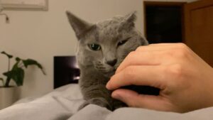 Kim Jae-wook Instagram - 🐈‍⬛ 👅