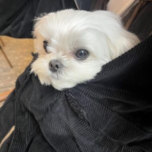 Kim Ji-seok Instagram - 개따뜻…개졸림…💛