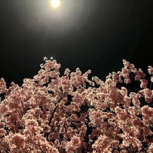 Kim Min-seok Instagram - 세상에는 가만히 두어도 이다지도 예쁠것들이 어지러울만치 많구나아ㅏ