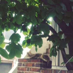 Kim Sae-byuk Instagram - 🐈🐈