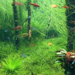 Kim Seo An Instagram - 🫧🐠🫧🐠