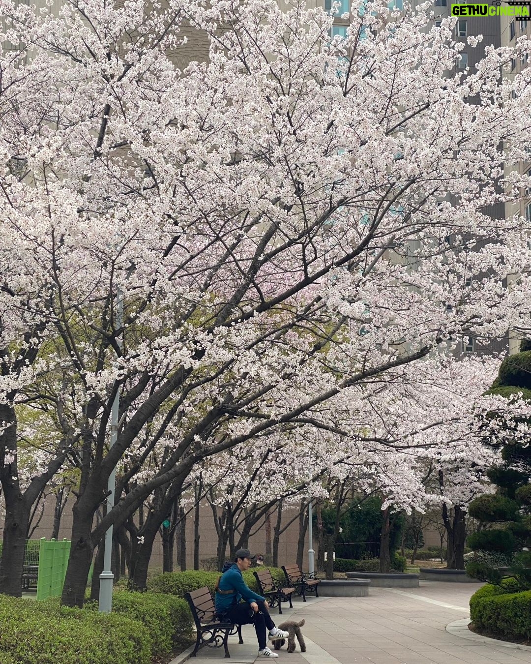 Kim Soo-ro - 1.3K Likes - 봄. 벚꽃. 조조. 다분히의도적.