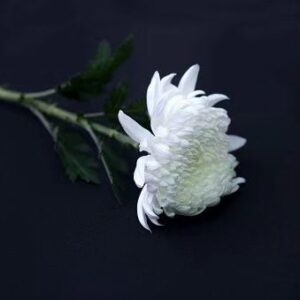 Kim Sun-young Instagram - R.I.P
그곳에선 힘들지 않길...
먼훗날 하늘에서 다시 만나
너무 보고싶을거야...