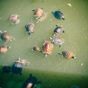 Kimie Tsukakoshi Instagram - 🐢