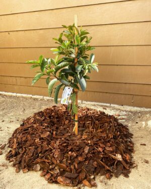 Kirsten Nelson Instagram - Finally put our guava tree in the ground! Thank you @followyourheart for partnering with @treepeople_org to provide these beautiful trees! Though I didn’t know Paul in life, honored to have a small part of his lasting legacy in my yard. Excited to help it grow! 🌳☀️🌈