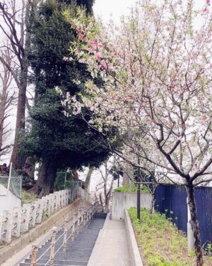 Kiyono Yasuno Instagram - 🌸
今週はお仕事の道すがら、
たくさん桜に会えたなあ。

お家でみたらし団子を食べながら、
お花見気分🌸🍡
#お花見