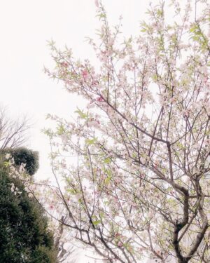 Kiyono Yasuno Instagram - 🌸
今週はお仕事の道すがら、
たくさん桜に会えたなあ。

お家でみたらし団子を食べながら、
お花見気分🌸🍡
#お花見
