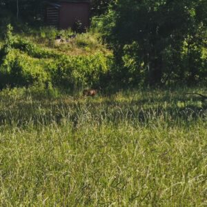 Kodjo Akolor Instagram - Bild 1. En mamma och pappa som hade 2 sekunder för sig själva från barnen och valde att föreviga denna stund med en bild. 
Bild 2. Jag leker naturfotograf och tar en OTROLIG bild på ett rådjur..... wait for it.... mitt i naturen! 
Bild 3. En otrolig bild på ett rådjur som uppenbarligen får naturfotografer att ifrågasätta sina karriärer. 
Sist men allra viktigaste glad midsommar från oss till er!!!