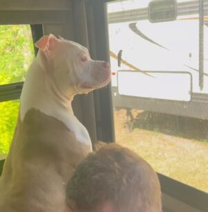 Kristen Renton Instagram - Doggie ADD at its finest 😂🦗🐶 #AdoptDontShop #AnimalRescue #NationalDogMonth #HappyDoggie #RVing #WhattheHellIsThisGiantCricket #Louisiana #BoxersOfInstagram
