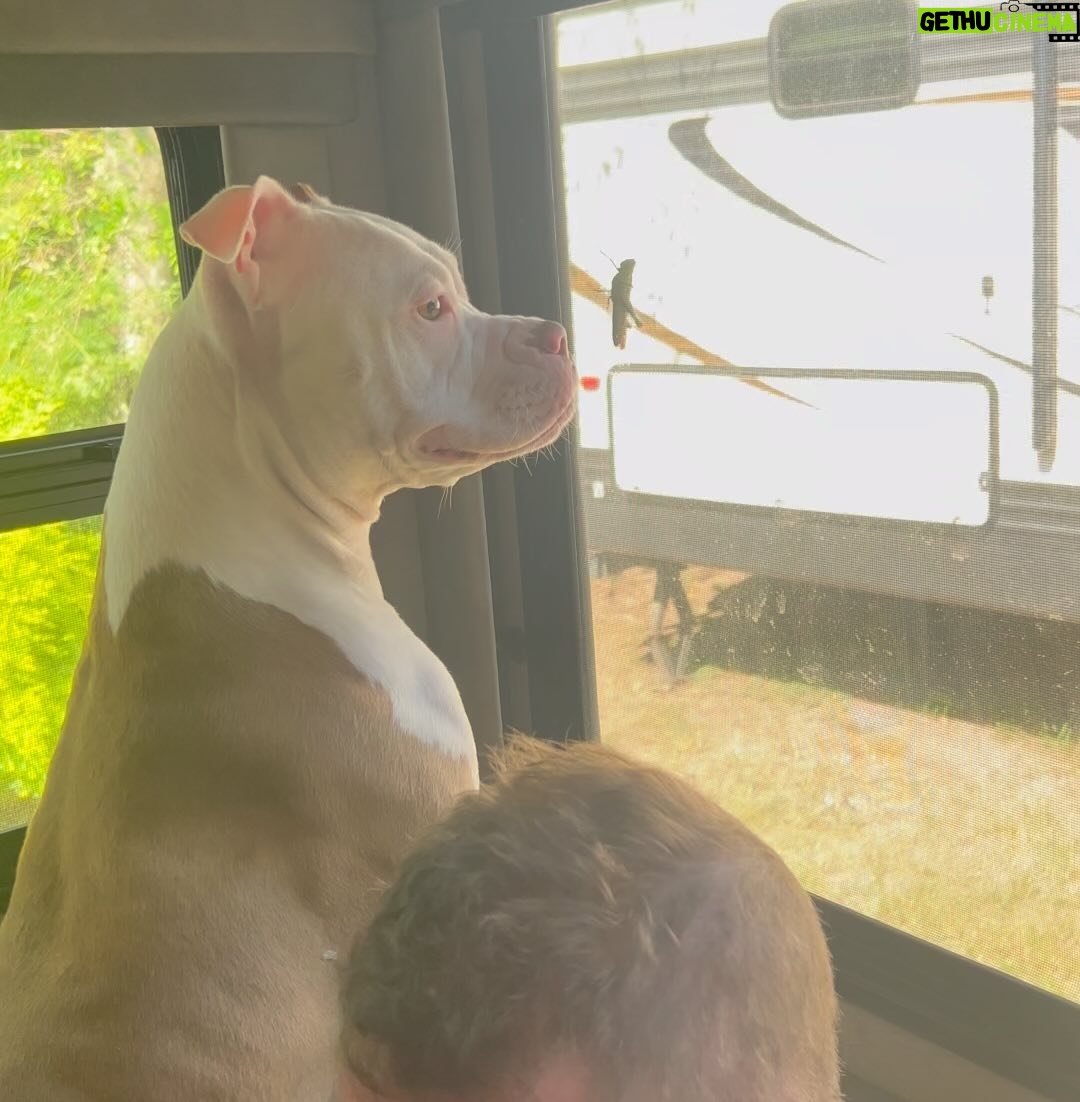 Kristen Renton - 153 Likes - Doggie ADD at its finest 😂🦗🐶 #AdoptDontShop #AnimalRescue #NationalDogMonth #HappyDoggie #RVing #WhattheHellIsThisGiantCricket #Louisiana #BoxersOfInstagram