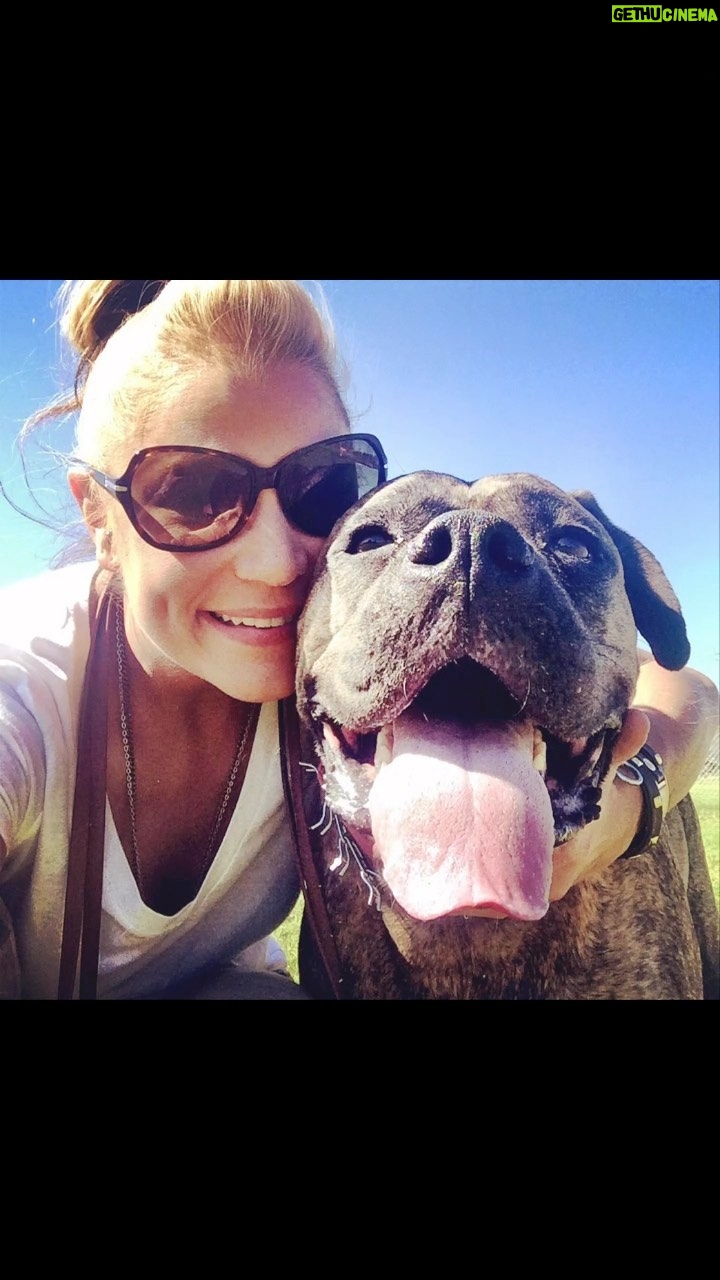 Kristen Renton - 187 Likes - Yesterday marked 7 years since left this world for Heaven. Not a day goes by I don’t miss you or wish I could snuggle you just one more time. Your goofy smile and wiggle-butt always made everyone fall in love with you. When you left, you left a huge void in all our hearts. Every day you are desperately missed. Love you to the moon and back Roxy Momma. ‘Till we meet again … #MyAngel #RescueBaby #FosterFailure #ServiceAnimal #BestFriend #BFAS #BoxersOfInstagram #OG #BabyGirl