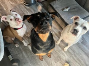 Kristen Renton Instagram - These faces- I just can’t! 🥰😍😆I hope everyone has a happy Sunday! #AdoptDontShop #AnimalRescue #PetsAreChildrenToo #SundayFunday
