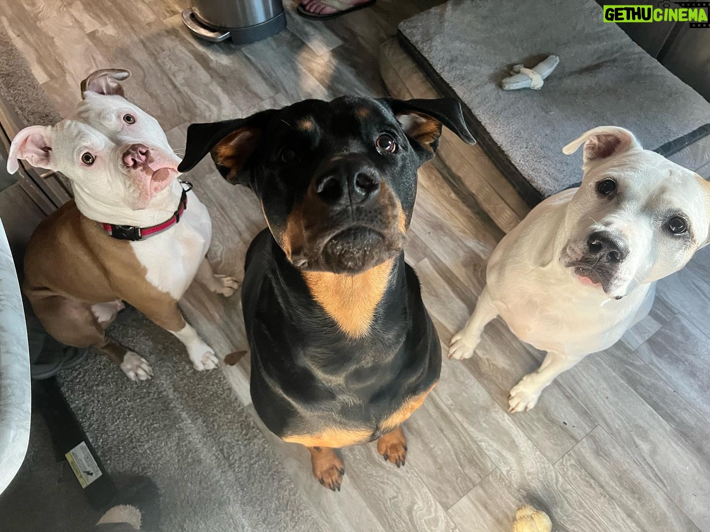 Kristen Renton - 142 Likes - These faces- I just can’t! 🥰😍😆I hope everyone has a happy Sunday! #AdoptDontShop #AnimalRescue #PetsAreChildrenToo #SundayFunday