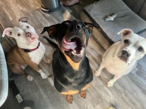Kristen Renton Instagram - These faces- I just can’t! 🥰😍😆I hope everyone has a happy Sunday! #AdoptDontShop #AnimalRescue #PetsAreChildrenToo #SundayFunday