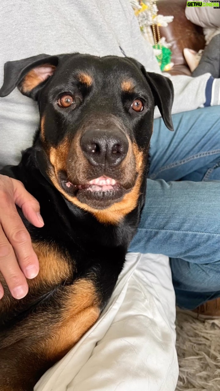 Kristen Renton - 268 Likes - Who doesn’t love a video of nuggets being nuggets?! Cause dogs > people. #AdoptDontShop #AnimalRescue #DogesRule #NuggetCuteness #RescueIsMyFavoriteBreed #RottiesOfInstagram #BoxersOfIndtagram #PittiesOfInstagram #RescueKittyOfInstagram #BlindBaby #SpoiledRotten #MomOfFour