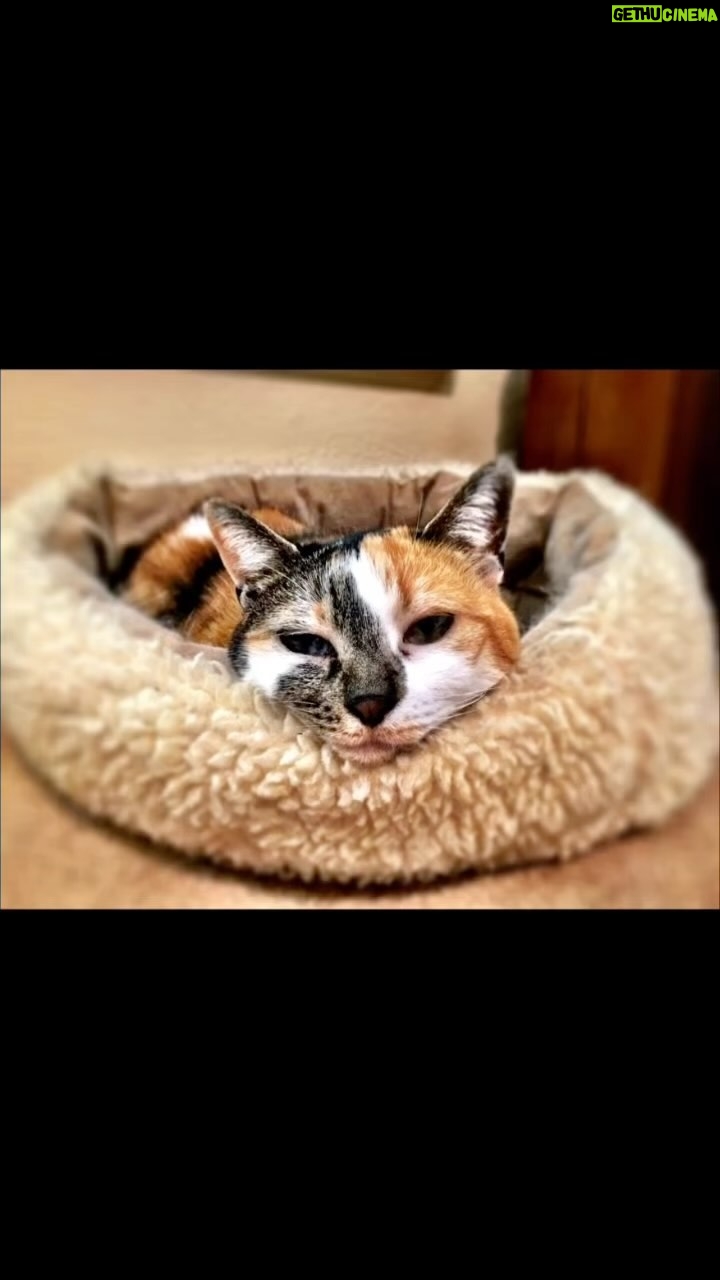 Kristen Renton - 258 Likes - Rest in love sweet Cinnamon. We will miss your babyface and sweet meow. At least you are now reunited with your brother Bear 🧡🤍 We love you and will miss you sweet girl 💕🌈 #RescueKitty #RIP #OverTheRainbowBridge #ReunitedWithYourFamily #WeLoveYou
