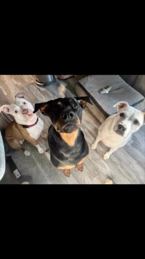 Kristen Renton Instagram - Animal video because why not?! 🤷🏼‍♀️ Happy Friday! 😍🐶🐱🍹#NuggetCutness #ProudMomma #PetsAreChildrenToo #animalRescue #RescueIsMyFavoriteBreed #Pittie #Boxer #Rottie #GreatDane #RescueKitty