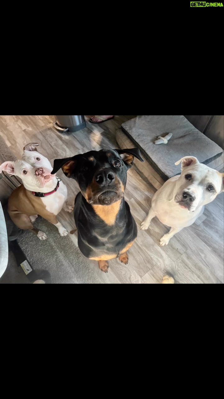 Kristen Renton - 128 Likes - Animal video because why not?! 🤷🏼♀️ Happy Friday! 😍🐶🐱🍹#NuggetCutness #ProudMomma #PetsAreChildrenToo #animalRescue #RescueIsMyFavoriteBreed #Pittie #Boxer #Rottie #GreatDane #RescueKitty