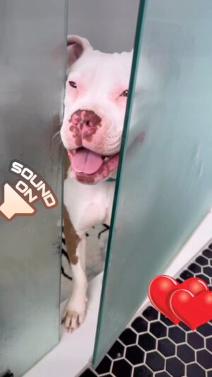 Kristen Renton Instagram - Meet the newest member of our family, Libby aka “Little-Bit” 🥰 She is super sweet and clearly doesn’t understand the concept of personal space. She fits in perfectly 😍 #OmgThatUnderbite  #BoxerPittie #CanIGetSomePrivacy #FunnyAnimalClub #AnimalRescue #AdoptDontShop #RescueBaby #BoxersOfInstagram #pittiesOfInstagram