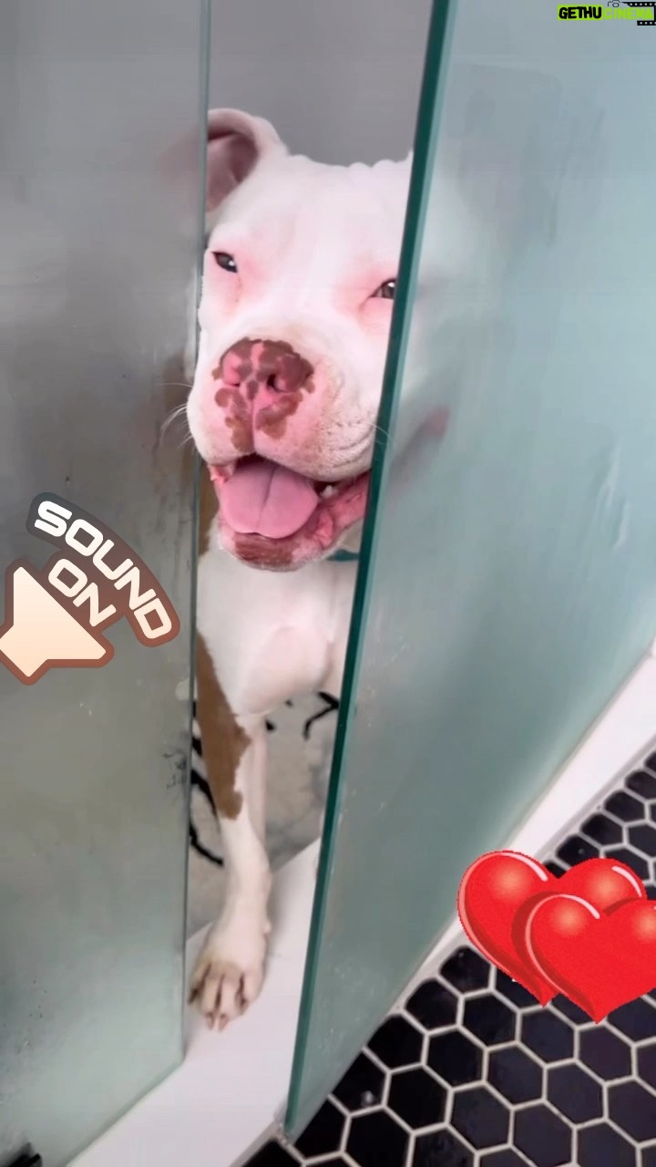 Kristen Renton - 266 Likes - Meet the newest member of our family, Libby aka “Little-Bit” 🥰 She is super sweet and clearly doesn’t understand the concept of personal space. She fits in perfectly 😍 #OmgThatUnderbite #BoxerPittie #CanIGetSomePrivacy #FunnyAnimalClub #AnimalRescue #AdoptDontShop #RescueBaby #BoxersOfInstagram #pittiesOfInstagram