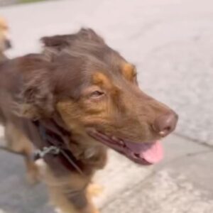 Kristína Kanátová Instagram - Kamaráti, toto je Čoko. Môj milovaný pes. Je to 4,5 ročný 13-15kg zdravý kríženec (kastrovaný). Sprevádzal ma od šteniatka. Osvojili sme si ho z útulku/dočasky, keď ho aj so súrodencami našli takmer zamrznutého na ulici v Šali.

Neviem, či som zažila niekedy niečo bolestivejšie, ale situácia v mojom živote je už nejaký čas taká, že naňho nemám potrebnú kapacitu. Časovú, priestorovú, ani energetickú. Hľadám mu preto nový domov. Ideálne niekoho, kto má pohodový životný štýl. Niekoho, kto ho bude mať rád (to je veľmi ľahké) a dá mu všetko, čo potrebuje.

Píšte mi, prosím, do DM’s len v prípade záujmu - dám vám bližšie info. S Čokovým skvelým trénerom @borismerai ho chceme odovzdať len do dobrých rúk 🙌🏼🐾

(za hejt v správach bude blok, zamykám komentárovú sekciu a žiadam aj bulvár, rešpektujte, že nechcem, aby sa tieto info a fotky šírili v akýchloľvek článkoch, ďakujem za pochopenie)