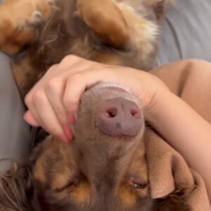 Kristína Kanátová Instagram - Kamaráti, toto je Čoko. Môj milovaný pes. Je to 4,5 ročný 13-15kg zdravý kríženec (kastrovaný). Sprevádzal ma od šteniatka. Osvojili sme si ho z útulku/dočasky, keď ho aj so súrodencami našli takmer zamrznutého na ulici v Šali.

Neviem, či som zažila niekedy niečo bolestivejšie, ale situácia v mojom živote je už nejaký čas taká, že naňho nemám potrebnú kapacitu. Časovú, priestorovú, ani energetickú. Hľadám mu preto nový domov. Ideálne niekoho, kto má pohodový životný štýl. Niekoho, kto ho bude mať rád (to je veľmi ľahké) a dá mu všetko, čo potrebuje.

Píšte mi, prosím, do DM’s len v prípade záujmu - dám vám bližšie info. S Čokovým skvelým trénerom @borismerai ho chceme odovzdať len do dobrých rúk 🙌🏼🐾

(za hejt v správach bude blok, zamykám komentárovú sekciu a žiadam aj bulvár, rešpektujte, že nechcem, aby sa tieto info a fotky šírili v akýchloľvek článkoch, ďakujem za pochopenie)