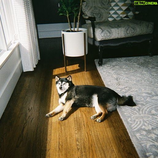 Kristina Reyes - 300 Likes - home is where you are 🐕 #柴犬 #35mm