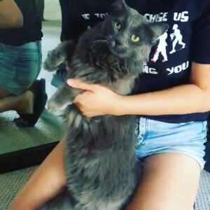 Kunjue Li Instagram - #unflatteringcatphotochallenge Mimi giggly dance.
