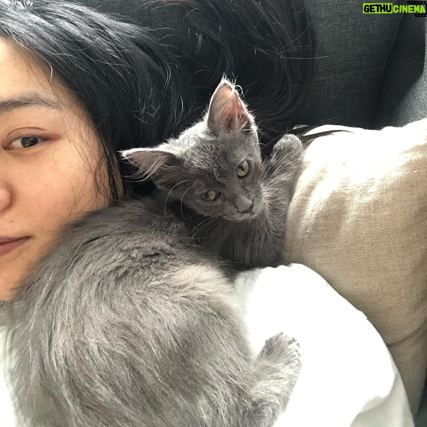 Kunjue Li - 68 Likes - Throw back to when Mimi was tiny and clinging, she is a strong independent woman now lol. #catofmylife
