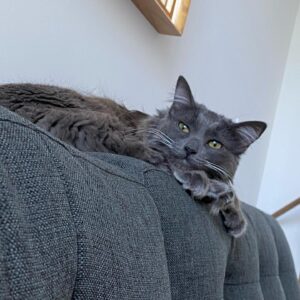 Kunjue Li Instagram - “Do you ever just think about life?” Thoughts from mimi today lol #mimi #catsofinstagram #catofmine