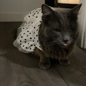 Kunjue Li Instagram - Mimi’s flower girl dress #catsofinstagram