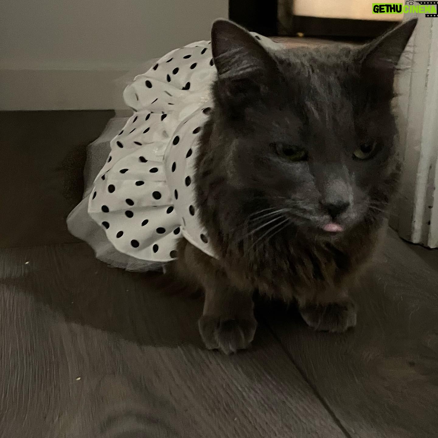 Kunjue Li - 61 Likes - Mimi’s flower girl dress #catsofinstagram
