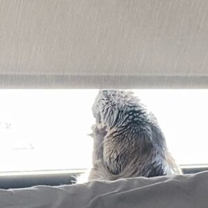 Kunjue Li Instagram - I was like, I should post something, cos I haven’t for ages, and all I have is cat photos, so, happy Friday! #cat #friday #morning