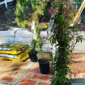 Kunjue Li Instagram - Saturday is garden day again! This time, we are planting jasmine! #garden #home #jasmine #inseasonnow