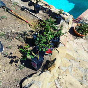 Kunjue Li Instagram - Saturday is garden day! #wallrose #myfavorite #garden #gardening #homesweethome