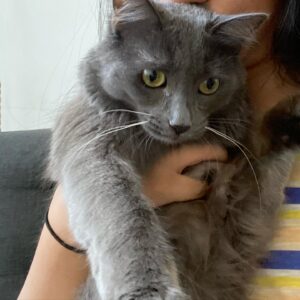 Kunjue Li Instagram - I heard it’s international cat day, so I grabbed Mimi for this. We can’t miss international cat day, we can’t! #catofinstagram #internationalcatday