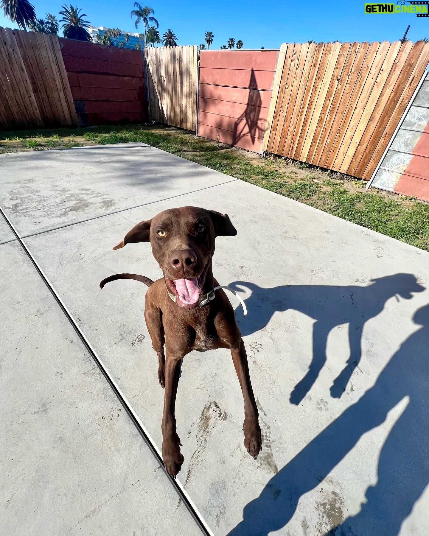 Ky Baldwin - 4.1K Likes - Please help this amazing dog found in San Bernardino, California. Needs a forever home but temporary is at least desperately needed. We leave LA tomorrow. No rescues will take him - they have no room. A shelter said he would be euthanized. Help!