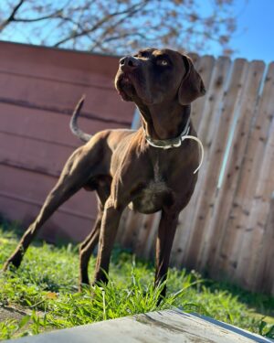 Ky Baldwin Instagram - Please help this amazing dog found in San Bernardino, California. Needs a forever home but temporary is at least desperately needed. We leave LA tomorrow. No rescues will take him - they have no room. A shelter said he would be euthanized. Help!
