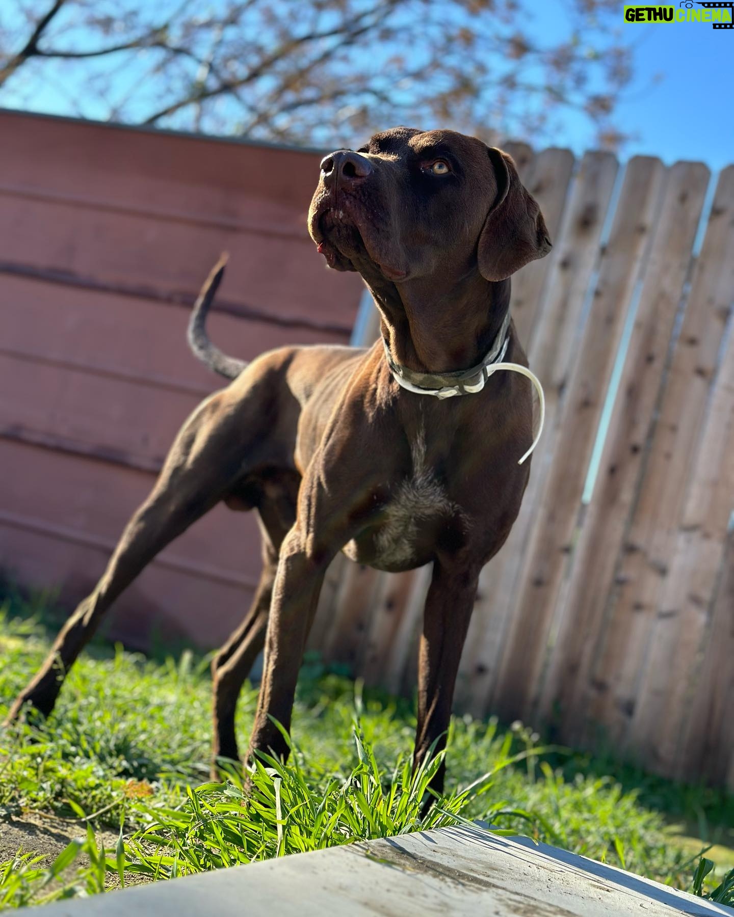 Ky Baldwin - 4.1K Likes - Please help this amazing dog found in San Bernardino, California. Needs a forever home but temporary is at least desperately needed. We leave LA tomorrow. No rescues will take him - they have no room. A shelter said he would be euthanized. Help!