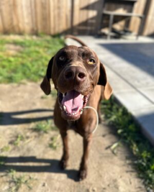 Ky Baldwin Instagram - Please help this amazing dog found in San Bernardino, California. Needs a forever home but temporary is at least desperately needed. We leave LA tomorrow. No rescues will take him - they have no room. A shelter said he would be euthanized. Help!