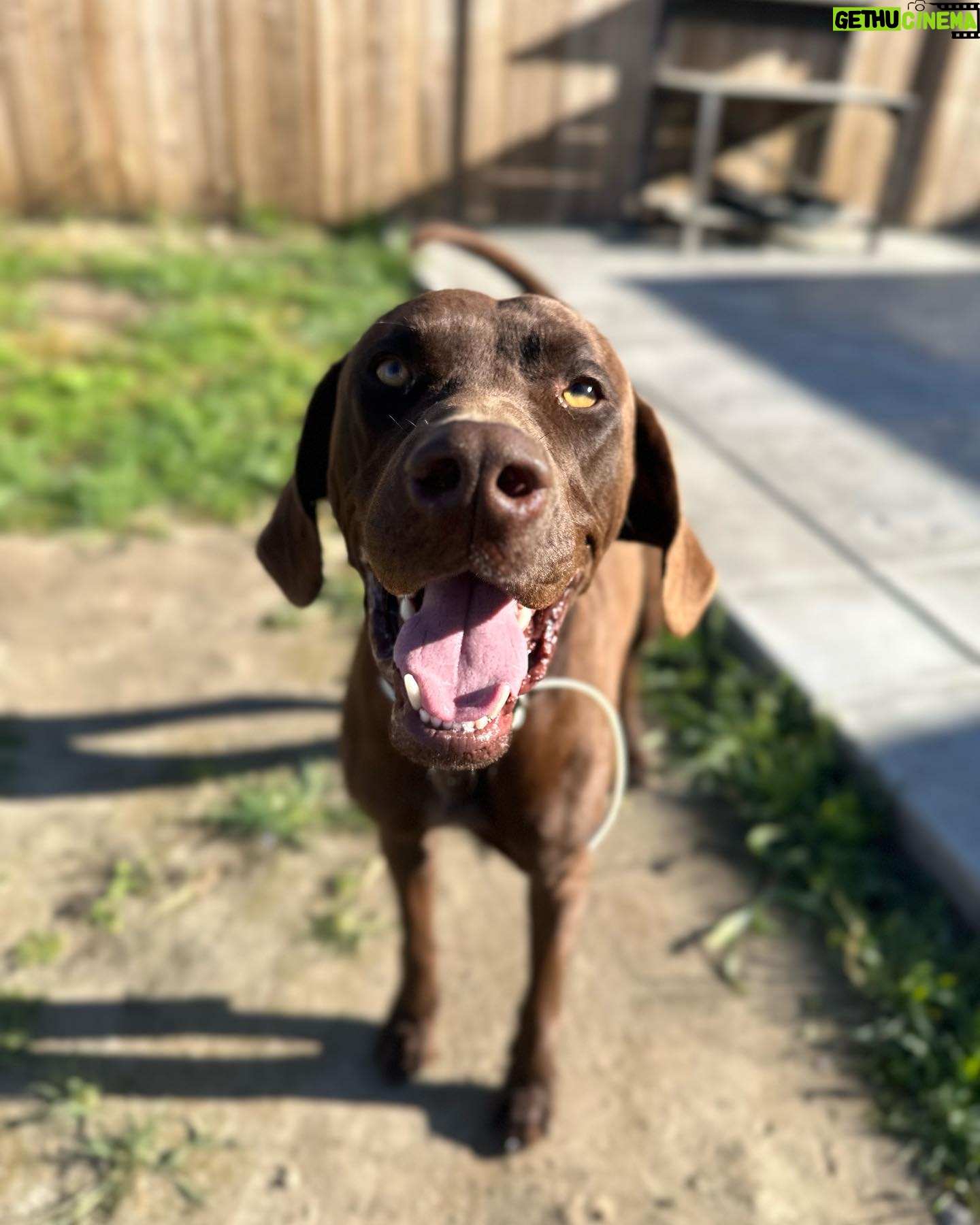 Ky Baldwin - 4.1K Likes - Please help this amazing dog found in San Bernardino, California. Needs a forever home but temporary is at least desperately needed. We leave LA tomorrow. No rescues will take him - they have no room. A shelter said he would be euthanized. Help!