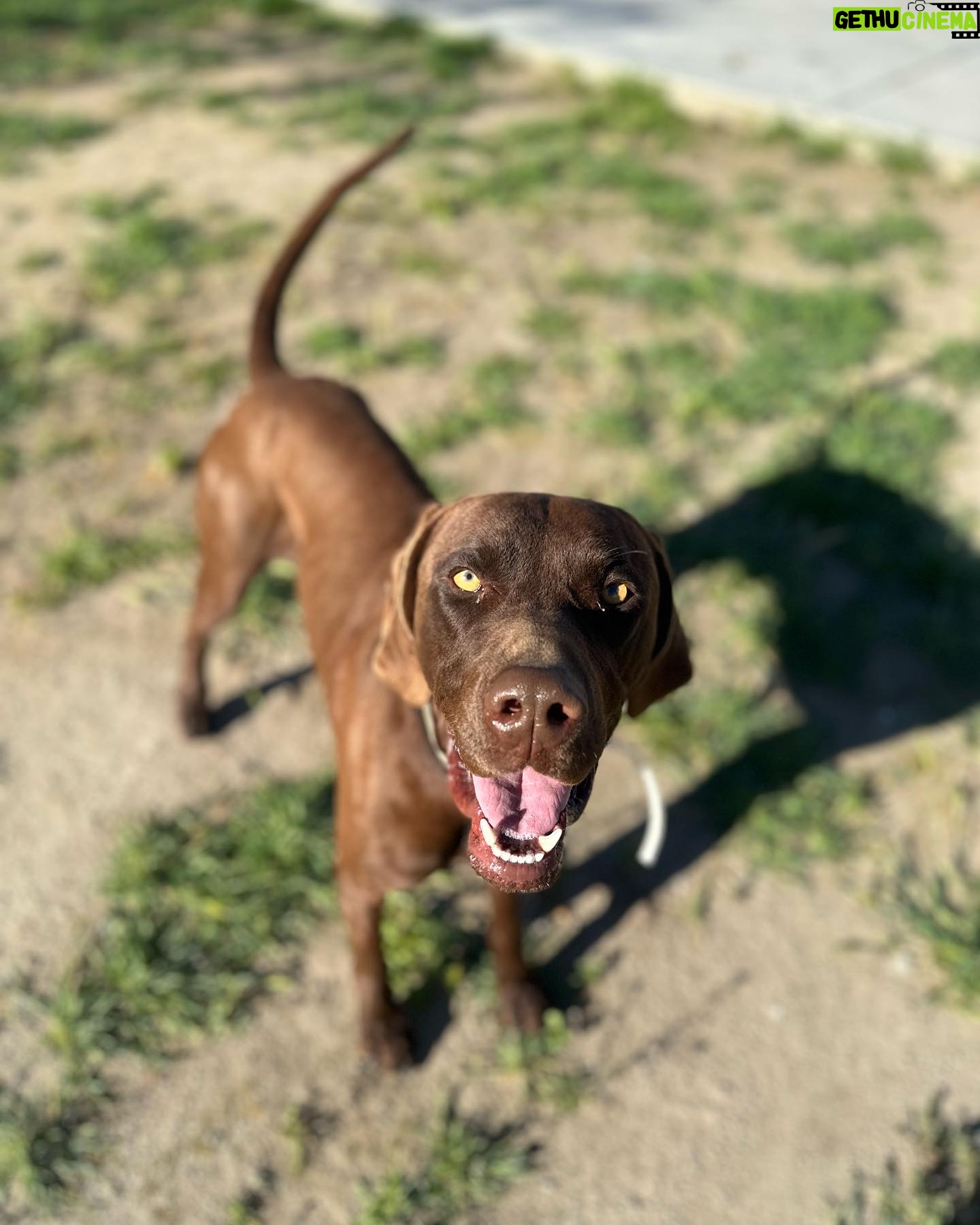 Ky Baldwin - 4.1K Likes - Please help this amazing dog found in San Bernardino, California. Needs a forever home but temporary is at least desperately needed. We leave LA tomorrow. No rescues will take him - they have no room. A shelter said he would be euthanized. Help!