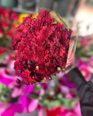 Lalo Brito Instagram - February lately 🦜💐