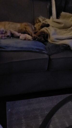 Lance Reddick Instagram - You may think this is just a blanket... #dogsofinstagram