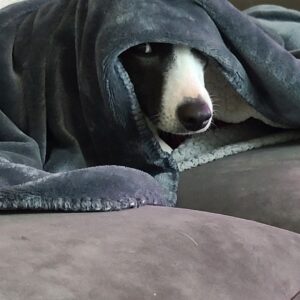 Lance Reddick Instagram - I think we can all relate to Abby... Mondays. #dogsofinstagram