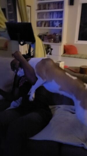 Lance Reddick Instagram - Come on Ron... I just want to play a little @destinythegame. #Destiny2 #dogsofinstagram
