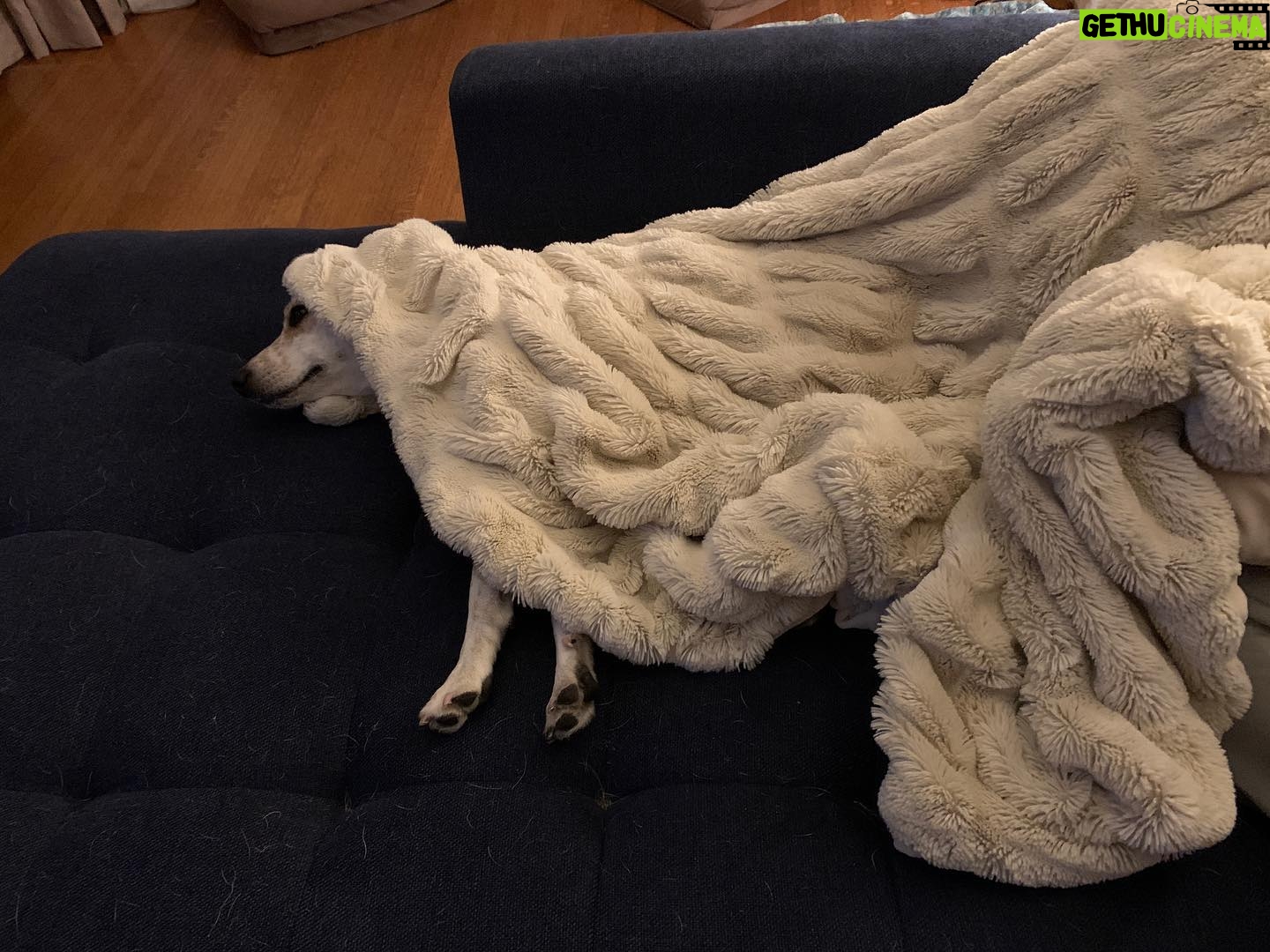 Laura Niemi - 128 Likes - Wearing a 2019 @arhaus throw. #metgala #afterparty #workhardpartyharder #iggypup ✨