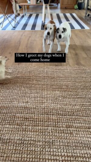 Laura Vissaritis Instagram - When you’re told to ignore your dog when you come home, you’re not really reinforcing anything good. I always acknowledge my dogs with absolute calm adoration and within 30 seconds we all get it out of our system.

It is natural and normal to be happy at your loved one’s return home. Imagine how our partners would feel if we ignored them when we got home because we didn’t want them to feel anxious when we are away. 

There is no evidence that ignoring your dog helps with separation anxiety. There are other ways we help with that. The only thing I’m conscious of is jumping up with Harry, so sometimes I’ll drop food on the floor to redirect him. 

One of the best parts of my day is coming home, and how lucky I am that my dogs feel the same way.