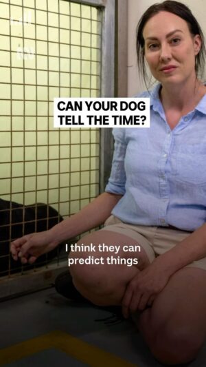 Laura Vissaritis Instagram - They can’t read a clock, but they always know when it’s dinner time 😁🦴

Head to the ABC listen app for the full #Conversations episode.

#Dog #DogsOfInstagram #CuteAnimals